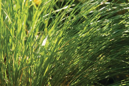 Prairie Dropseed (Sporobolus Heterolepis)

Good for: Kid-friendly, high-traffic areas



Zone: 3 to 9



Height: 2 to 3 feet



Sun: Full



Blooms: August to October

 This plant, native to Chicago, produces pink flowers with brown tints in the late summer. Its foliage turns gold and orange in the fall and fades to light bronze in the winter. “The grass … has a strong fragrance in late summer into early fall that has been likened to popcorn,” says Chicago Botanic Garden horticulturist Emily Shelton.