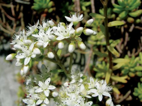 White Stonecrop (Sedum album)

Good for: Year-round color



Zone: 5 to 8



Height: 2 to 6 inches



Sun: Full



Blooms: Varies

Tolerant of shallow planting media and intense sunlight, sedums are frequently used on green roofs. The hardy, low-growing plants come in many varieties, says Jennifer Bousselot, a former researcher at Iowa State and Colorado State universities. “Depending on the cultivar, the winter colors are endless—ranging from orange to pink to yellow.”