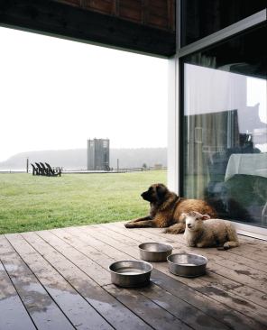 A dog and a sheep take shelter from the rain.