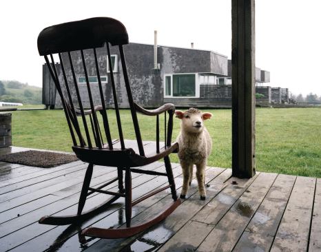 A sheep shelters from the rain on Shobac Farm.