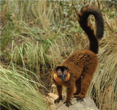 COLLARED LEMUR