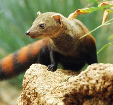 RING-TAILED MONGOOSE
