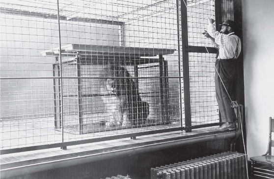 Infill panels on the east wall (left) in veneers of recycled wood finished in a rich zebra pattern cover the spaces that used to house lion cage openings (opposite top).