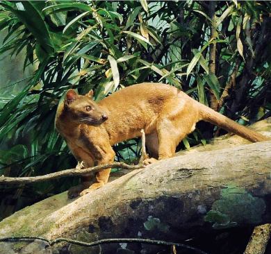 FOSSA