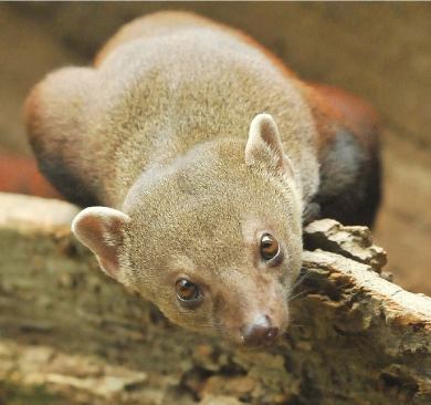 RING-TAILED MONGOOSE