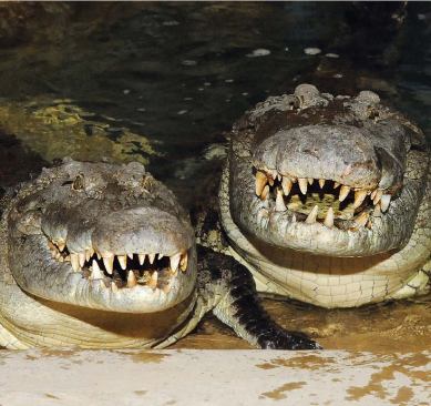 NILE CROCODILE