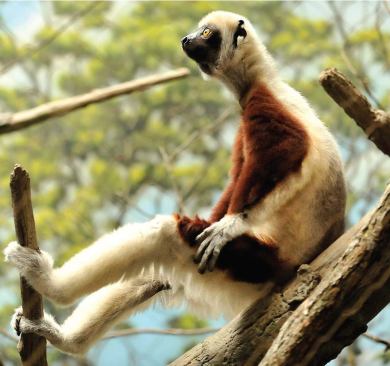 COQUEREL’S SIFAKA