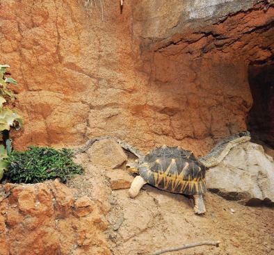 RADIATED TORTOISE