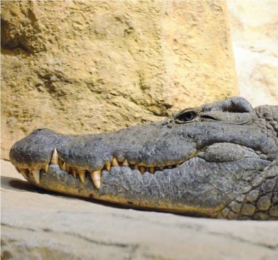 NILE CROCODILE