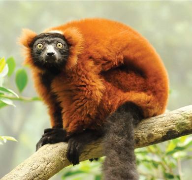RED RUFFED LEMUR