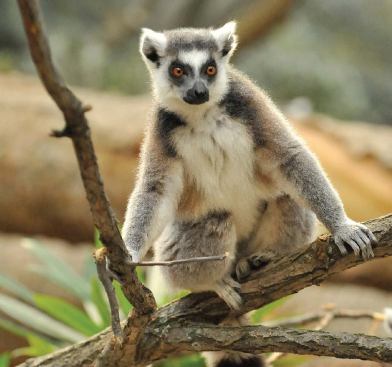 RING-TAILED LEMUR