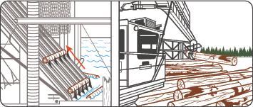 2. Transporting

Near water, felled logs may be grouped into raftlike “booms” (left) and floated downstream toward saw mills. Otherwise, they are moved over roads by trucks. Before leaving the woods, the delimbed tree is first “bucked,” or cut to mill-specified lengths, while working around diameter changes or damage and taking into account the log’s quality grade.