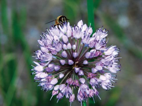 Ornamental Onion (Allium senescens)

Good for: High-salinity environments



Zone: 4 to 8



Height: 6 to 8 inches



Sun: Full sun to partial shade



Blooms: Mid to late summer

 In coastal applications and on roofs in which de-icers are used, plants that can tolerate high salinity are a must. In his research, Rowe has found ornamental onions to be very salt tolerant. With blue-green leaves that smell like onion when bruised, the plant grows in clumps and produces lilac-pink flowers.