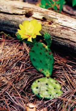 Prickly Pear (Opuntia humifusa)

Good for: Color and low maintenance



Zone: 2 to 10



Height: 8 inches



Sun: Full



Blooms: May to July

 No “plant it and forget it” species exists, Bousselot says, but the prickly pear comes close. Its drawbacks include pedestrian-unfriendly spines and slow growth, but it can endure frigid climates. Native and widespread in the eastern U.S., it produces waxy yellow flowers that are followed by edible fruit.