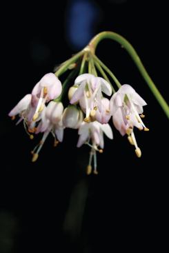 Nodding Onion (Allium cernuum)

Good for: Year-round color



Zone: 4 to 8



Height: 1 to 3 feet



Sun: Full



Blooms: June to August

 For use in milder climates, this evergreen plant adds height and interest to roof gardens, Bousselot says. “It has grasslike but thick leaves with a beautiful flower. Its flower head dries and creates excellent winter interest.” Once abundant on the Chicago River banks, the plant features edible leaves, bulbs, and bulblets.