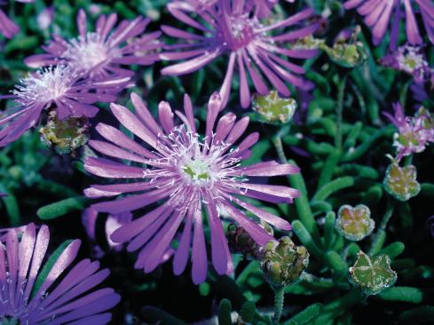 Hardy Ice plant (Delosperma cooperi)Good for: Year-round color



Zone: 7 to 10



Height: 3 to 6 inches



Sun: Full



Blooms: June to September

 Though it requires a well-drained substrate, this fast-growing plant has succulent foliage that turns purple in the winter, Bousselot says. Suitable as a ground cover, it produces fuchsia flowers from late spring until the first frost. However, as a native of Southern Africa, it is not reliably winter hardy north of zone 7.