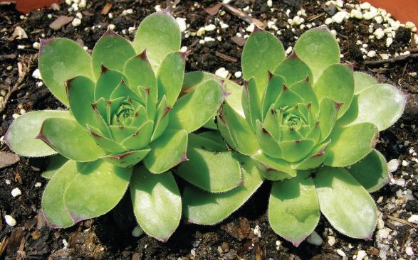 Hens and Chicks (Sempervivum spp.)

Good for: Low-maintenance



Zone: 3 to 8



Height: 3 to 6 inches



Sun: Full

 This plant lives up to its Latin name sempervivum, which means to live forever. Though hens and chicks can take longer to establish than sedums, the payoff is worth it once the plants take root. Not only are the evergreen succulents drought resistant and low-maintenance, but they also provide color, producing purple-red flowers in midsummer.