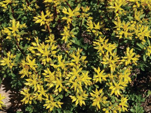 Middendorf Stonecrop (Sedum middendorffianum)

Good for: Roofs without irrigation



Zone: 3 to 9



Height: 8 to 10 inches



Sun: Full



Blooms: Summer

 Well suited for roofs with limited additional load capacity, this colorful sedum tolerates soil depths as shallow as 1 to 3 inches, says Kristin Getter, a floriculture outreach specialist at Michigan State University (MSU). White Stonecrop is another option, but it does not withstand hot summers, Getter says.