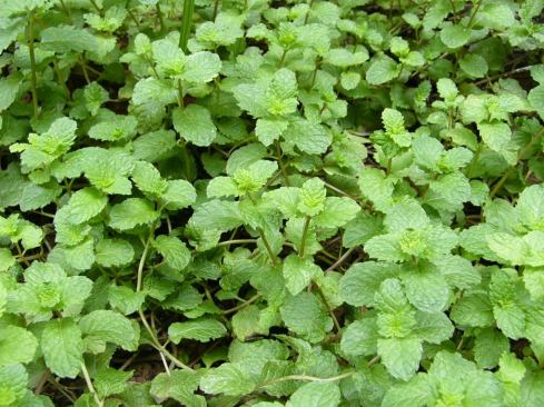 Mint (Mentha)

Good for: Bulk food source



Zone: 3 to 10



Height: 1 to 4 feet



Sun: Full sun to partial shade

 For the Ledge Kitchen & Drinks restaurant in Dorchester, Mass., Recover Green Roofs worked with Green City Growers to create a rooftop kitchen garden, whose abundance of produce includes mint—traditional, chocolate, pineapple, spearmint, and peppermint. The fast-growing, continually harvestable plant is “easy to apply to a menu,” said Recover project manager Brendan Shea.