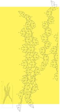 Nubik, Grand Arts Gallery, Kansas City - The design for the strands of podlike forms creates a dynamic pattern when flattened.