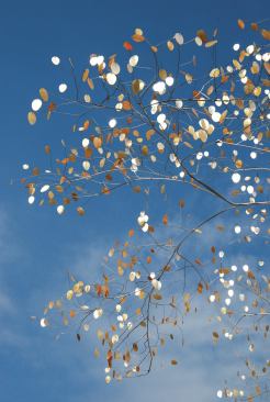 Detail from Aerial Garden. 
