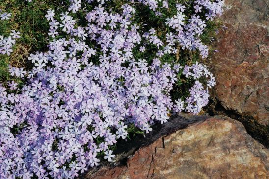 Creeping Phlox (Phlox subulata)

Good for: Kid-friendly, high-traffic areas



Zone: 3 to 9



Height: 6 feet



Sun: Full sun to partial shade

 The Chicago Botanic Garden is examining the durability of this semi-evergreen ground cover, which grows into a dense mat, Shelton says. “It can handle some foot traffic and is a carpet of blooms in the spring”—good news for a plant that must withstand frigid winters, frequent handling by students, and up to 1 million annual visitors to the garden’s Daniel F. and Ada L. Rice Plant Conservation Science Center.
