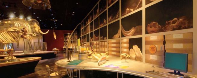 The halls of the Western Center for Archaeology and Paleontology house standard exhibits of the fossils of extinct creatures and interactive stations where visitors can take a closer look at the science of paleontology and excavation.