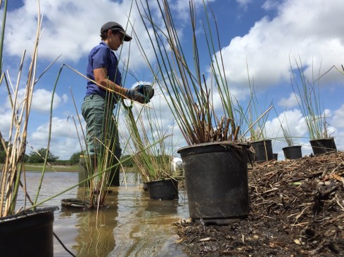 A conservancy recruits volunteers to plant trees, shrubs, grasses, and flowers to draw birds, amphibians, and butterflies to 101 acres of upland or island habitat and 39 acres of wetlands. Natural habitat is complemented by an entrance plaza with a brook, 12 miles of hike-and-bike trails, athletic fields, and scenic lookouts. 