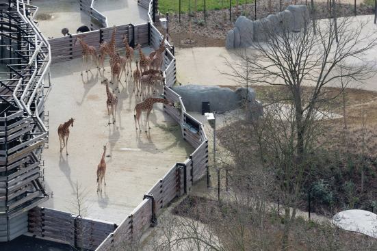 Aerial view of the giraffe habitat.