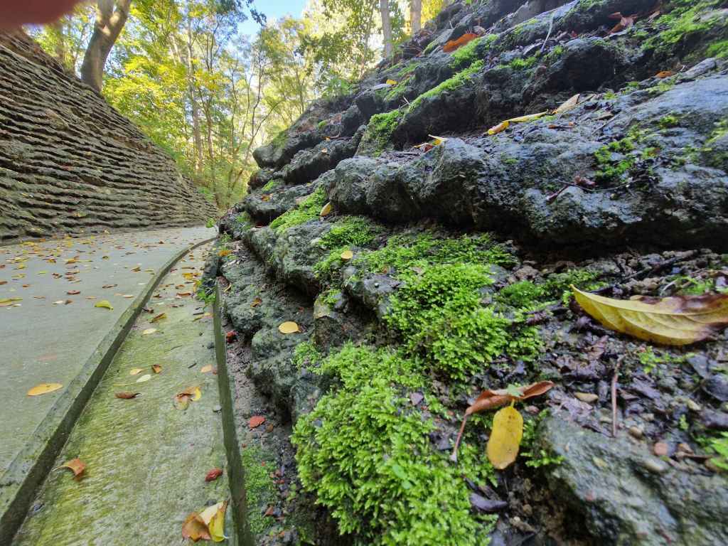 Bioreceptive concrete incorporates moss spores that were mixed into a buttermilk and water suspension and sprayed on the wall surfaces.